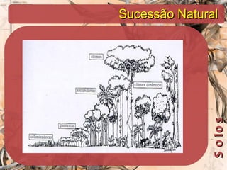 Sucessão Natural