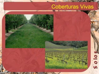 Coberturas Vivas