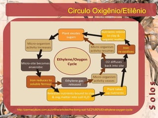 http://permaculture.com.au/online/articles/the-living-soil-%E2%80%93-ethylene-oxygen-cycle Circulo Oxigênio/Etilênio