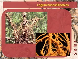 Leguminosas/Rizobias
