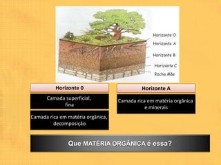 Horizonte 0                       Horizonte A
      Camada superficial,          Camada rica em matéria orgânica
            fina                              e minerais
Camada rica em matéria orgânica,
         decomposição


               Que MATÉRIA ORGÂNICA é essa?
 