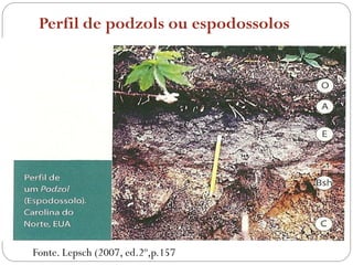Fonte. Lepsch (2007, ed.2º,p.157
Perfil de podzols ou espodossolos
 