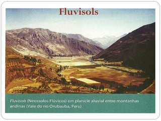 Fluvisols
 