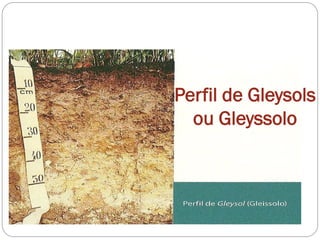 Perfil de Gleysols
ou Gleyssolo
 