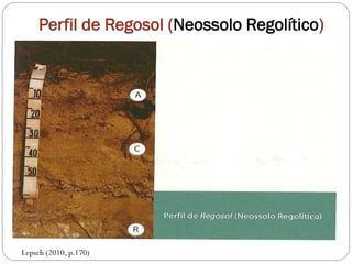 Perfil de Regosol (Neossolo Regolítico)
Lepsch (2010, p.170)
 
