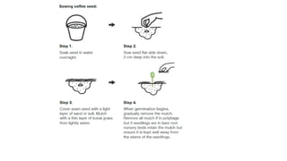 Comprehensive Guide to Coffee Planting Material and Propagation ...