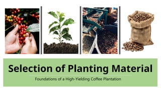Comprehensive Guide to Coffee Planting Material and Propagation ...