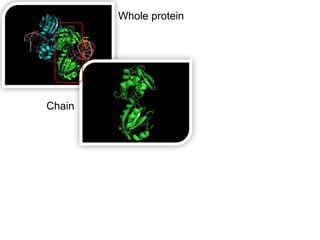 Whole protein




Chain
 