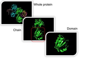 Whole protein




Chain                   Domain
 
