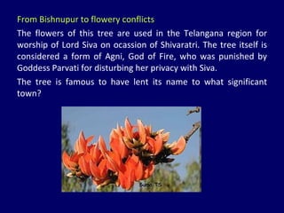 From Bishnupur to flowery conflicts The flowers of this tree are used in the Telangana region for worship of Lord Siva on ocassion of Shivaratri. The tree itself is considered a form of Agni, God of Fire, who was punished by Goddess Parvati for disturbing her privacy with Siva. The tree is famous to have lent its name to what significant town? 