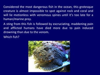 Considered the most dangerous fish in the ocean, this grotesque creature is almost impossible to spot against rock and coral and will lie motionless with venomous spines until it’s too late for a human/marine prey. A sting from this fish is followed by excruciating, maddening pain and afflicted humans have died more due to pain induced drowning than due to the venom. Which fish? 