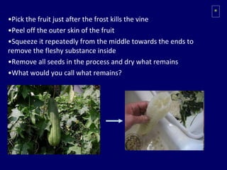 Pick the fruit just after the frost kills the vine Peel off the outer skin of the fruit Squeeze it repeatedly from the middle towards the ends to remove the fleshy substance inside Remove all seeds in the process and dry what remains What would you call what remains? * 