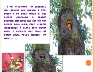 e alíatopamos  un carballomoi grande cun burato e lolisubeu a ún para mirar si nel estaba agochadoo trasnoderdrín. Resultou que Ese día non estaba polamaía, pero despoismandounos á clase esta outra foto, e escribeu que igual dáoutra volta polos montes  da maía……… 