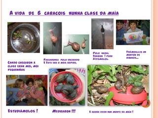A vida  de  6  caracoisnunha clase da maíaFixémoslles un  montón dedibuxos... Polo  nadalFuxiron  ! peroAtpámolos.Cando chegaron á clase eran moi, moipequeniñosPasearonse  polo enceradoE Este era o máis rápido.Estudiámolos ! Medraron !!! E agora viven nun monte da maía !