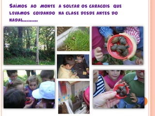 Saímosao  monte  a soltar os caracois  que levamos  coidandona clase desde antes do nadal………