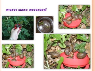 miradecanto medraron!