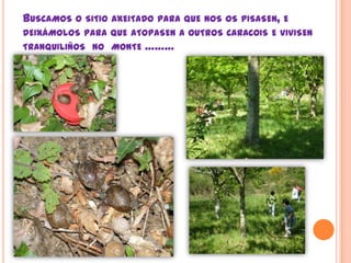 Buscamos o sitio axeitado para que nos os pisasen, e deixámolos para que atopasen a outroscaracois e vivisentranquiliños  no  monte ………