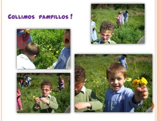 Collimos  pampillos !