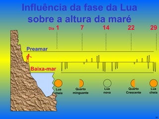 Influência da fase da Lua sobre a altura da maré Baixa-mar Preamar Dia  1 7 14 22 29 Lua cheia Lua nova Quarto minguante Quarto Crescente Lua cheia 