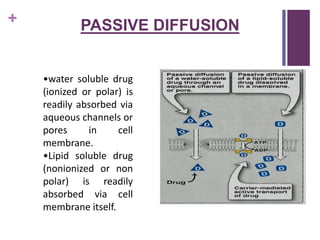 + PASSIVE DIFFUSION
•water soluble drug
(ionized or polar) is
readily absorbed via
aqueous channels or
pores in cell
membrane.
•Lipid soluble drug
(nonionized or non
polar) is readily
absorbed via cell
membrane itself.
 
