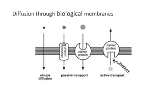 Diffusion through biological membranes
 