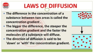 LAWS OF DIFFUSION
 The difference in the concentration of a
substance between two areas is called the
concentration gradient .
 The bigger the difference, the steeper the
concentration gradient and the faster the
molecules of a substance will diffuse.
 The direction of diffusion is said to be
'down' or 'with' the concentration gradient.
 