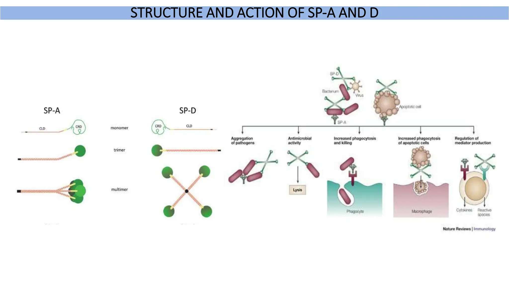 STRUCTURE AND ACTION OF SP-A AND D
 