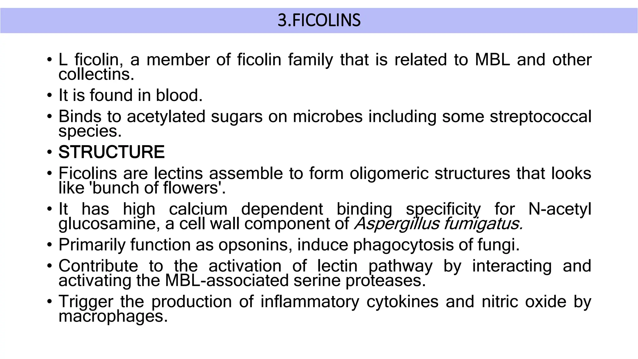 3.FICOLINS
• L ficolin, a member of ficolin family that is related to MBL and other
collectins.
• It is found in blood.
• Binds to acetylated sugars on microbes including some streptococcal
species.
• STRUCTURE
• Ficolins are lectins assemble to form oligomeric structures that looks
like 'bunch of flowers'.
• It has high calcium dependent binding specificity for N-acetyl
glucosamine, a cell wall component of Aspergillus fumigatus.
• Primarily function as opsonins, induce phagocytosis of fungi.
• Contribute to the activation of lectin pathway by interacting and
activating the MBL-associated serine proteases.
• Trigger the production of inflammatory cytokines and nitric oxide by
macrophages.
 