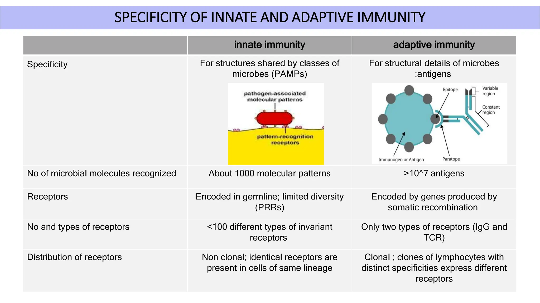 SPECIFICITY OF INNATE AND ADAPTIVE IMMUNITY
innate immunity adaptive immunity
Specificity For structures shared by classes of
microbes (PAMPs)
For structural details of microbes
;antigens
No of microbial molecules recognized About 1000 molecular patterns >10^7 antigens
Receptors Encoded in germline; limited diversity
(PRRs)
Encoded by genes produced by
somatic recombination
No and types of receptors <100 different types of invariant
receptors
Only two types of receptors (IgG and
TCR)
Distribution of receptors Non clonal; identical receptors are
present in cells of same lineage
Clonal ; clones of lymphocytes with
distinct specificities express different
receptors
 