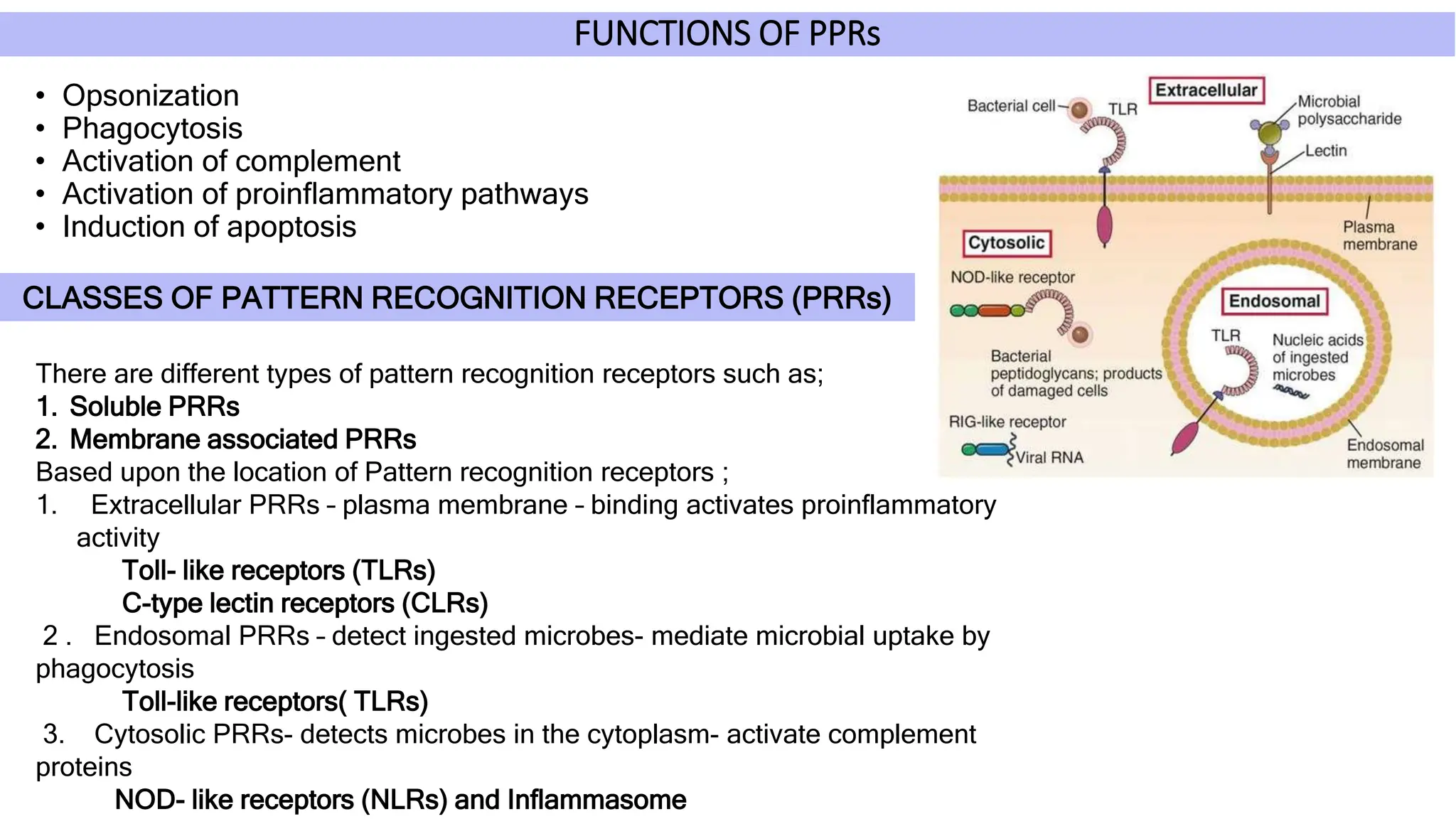 FUNCTIONS OF PPRs
• Opsonization
• Phagocytosis
• Activation of complement
• Activation of proinflammatory pathways
• Induction of apoptosis
CLASSES OF PATTERN RECOGNITION RECEPTORS (PRRs)
There are different types of pattern recognition receptors such as;
1. Soluble PRRs
2. Membrane associated PRRs
Based upon the location of Pattern recognition receptors ;
1. Extracellular PRRs – plasma membrane – binding activates proinflammatory
activity
Toll- like receptors (TLRs)
C-type lectin receptors (CLRs)
2 . Endosomal PRRs – detect ingested microbes- mediate microbial uptake by
phagocytosis
Toll-like receptors( TLRs)
3. Cytosolic PRRs- detects microbes in the cytoplasm- activate complement
proteins
NOD- like receptors (NLRs) and Inflammasome
 