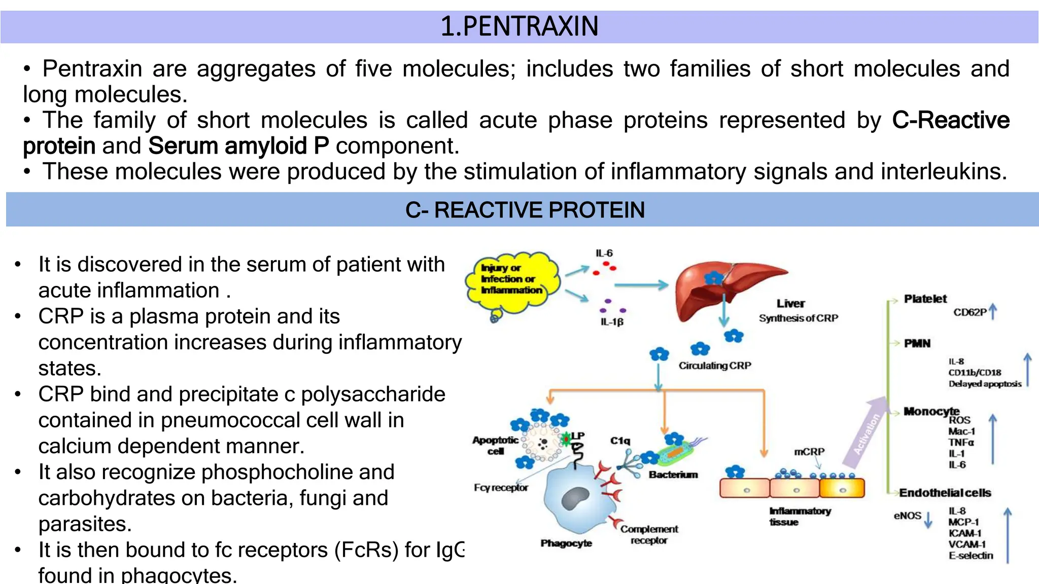 1.PENTRAXIN
• Pentraxin are aggregates of five molecules; includes two families of short molecules and
long molecules.
• The family of short molecules is called acute phase proteins represented by C-Reactive
protein and Serum amyloid P component.
• These molecules were produced by the stimulation of inflammatory signals and interleukins.
C- REACTIVE PROTEIN
• It is discovered in the serum of patient with
acute inflammation .
• CRP is a plasma protein and its
concentration increases during inflammatory
states.
• CRP bind and precipitate c polysaccharide
contained in pneumococcal cell wall in
calcium dependent manner.
• It also recognize phosphocholine and
carbohydrates on bacteria, fungi and
parasites.
• It is then bound to fc receptors (FcRs) for IgG
found in phagocytes.
 