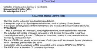 2.COLLECTINS
• Collectins are collagen containing C-type lectins.
• Mannose-binding lectins (MBL)
• Surfactant protein A and D
A.MANNOSE-BINDING LECTINS (MBL)
• Mannose binding lectins are found in plasma and alveoli.
• It recognizes large array of pathogens and activates classical pathway of complement.
• It recognizes carbohydrates with terminal mannose and fucose and various microbial structures.
• STRUCTURE
• MBL is composed of 3 identical 32kDa polypeptide chains, which associate to a hexamer.
• The individual polypeptide chains are composed of a C- terminal fibrinogen like recognition
or carbohydrate binding domain (CDRs) and an N-terminal cysteine rich neck domain which is
followed by a collagen domain.
• The end of CDRs can identify sugar structures of pathogens such as mannose, fucose, glucose etc.
Yeast , parasites, gram bacteria and so on.
• In circulation MBL is complexed to MBL –associated serine protease MASP-2 and MASP-3.
• The MASPs then activate the C1 complement pathways .
 