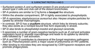 B. SURFACTANT PROTEIN A AND D
• Surfactant protein-A and surfactant protein-D are produced and expressed on
alveoli type 2 cells and club cell of the distant bronchioles.
• SP-A proteins are similar to C1q;forms a bouquet like structure.
• Within the alveolar compartment, SP-A tightly associated to phospholipids.
• SP-A opsonizes staphylococcus aureus but also Herpes simplex particles for
uptake by alveolar macrophages.
• In contrast, SP-D has a cruciform structure, which links its trimeric subunits;
they also exists as a nonlipid bound free form especially in alveoli.
• SP-D also binds to phosphatidyl-inositol and glucosyl ceramide.
• It opsonizes a number of gram-negative bacteria such as E.coli and activates
respiratory burst in alveolar macrophage and leads to its uptake by dendritic
cells followed by T cell activation.
• SP-A and SP-D contributes to clearance of the fungal respiratory pathogens
such as Pneumocytosis caririi, a major cause of pneumonia on HIV patients.
• After binding to microbes they are recognized by CD91opsonin receptors and
promote phagocytosis.
 
