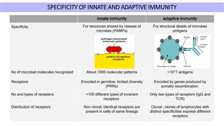 SPECIFICITY OF INNATE AND ADAPTIVE IMMUNITY
innate immunity adaptive immunity
Specificity For structures shared by classes of
microbes (PAMPs)
For structural details of microbes
;antigens
No of microbial molecules recognized About 1000 molecular patterns >10^7 antigens
Receptors Encoded in germline; limited diversity
(PRRs)
Encoded by genes produced by
somatic recombination
No and types of receptors <100 different types of invariant
receptors
Only two types of receptors (IgG and
TCR)
Distribution of receptors Non clonal; identical receptors are
present in cells of same lineage
Clonal ; clones of lymphocytes with
distinct specificities express different
receptors
 