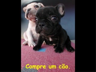 Compre um cão. 