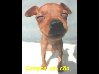 Compre um cão. 
