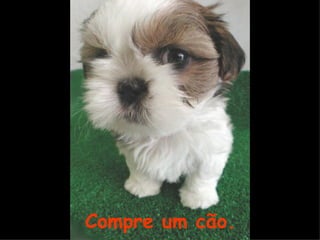 Compre um cão. 