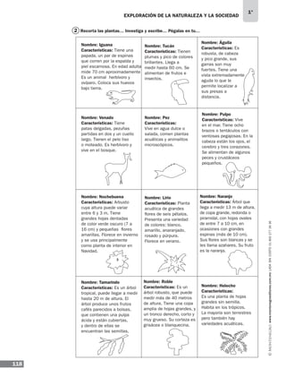 EXPLORACIÓN DE LA NATURALEZA Y LA SOCIEDAD
118
1°
www.montenegroeditores.com.mxladasincosto018002773636
Recorta las plantas… Investiga y escribe… Pégalas en tu…2
Nombre: Iguana
Características: Tiene una
papada, un par de espinas
que corren por la espalda y
piel escamosa. En edad adulta
mide 70 cm aproximadamente
Es un animal herbívoro y
ovíparo. Coloca sus huevos
bajo tierra.
Nombre: Tucán
Características: Tienen
plumas y pico de colores
brillantes. Llega a
medir hasta 60 cm. Se
alimentan de frutos e
insectos.
Nombre: Águila
Características: Es
robusta, de cabeza
y pico grande, sus
garras son muy
fuertes. Tiene una
vista extremadamente
aguda lo que le
permite localizar a
sus presas a
distancia.
Nombre: Venado
Características: Tiene
patas delgadas, pezuñas
partidas en dos y un cuello
largo. Tienen el pelo liso
o moteado. Es herbívoro y
vive en el bosque.
Nombre: Pez
Características:
Vive en agua dulce o
salada, comen plantas
acuáticas y animalitos
microscópicos.
Nombre: Pulpo
Características: Vive
en el mar. Tiene ocho
brazos o tentáculos con
ventosas pegajosas. En la
cabeza están los ojos, el
cerebro y tres corazones.
Se alimentan de algunos
peces y crustáceos
pequeños.
Nombre: Nochebuena
Características: Arbusto
cuya altura puede variar
entre 6 y 3 m. Tiene
grandes hojas dentadas
de color verde oscuro (7 a
16 cm) y pequeñas flores
amarillas. Florece en invierno
y se usa principalmente
como planta de interior en
Navidad.
Nombre: Lirio
Características: Planta
acuática de grandes
flores de seis pétalos.
Presenta una variedad
de colores: blanco,
amarillo, anaranjado,
rosado y púrpura.
Florece en verano.
Nombre: Naranjo
Características: Árbol que
llega a medir 13 m de altura,
de copa grande, redonda o
piramidal, con hojas ovales
de entre 7 a 10 cm, en
ocasiones con grandes
espinas (más de 10 cm).
Sus flores son blancas y se
les llama azahares. Su fruto
es la naranja.
Nombre: Tamarindo
Características: Es un árbol
tropical, puede llegar a medir
hasta 20 m de altura. El
árbol produce unos frutos
cafés parecidos a bolsas,
que contienen una pulpa
ácida y están cubiertas,
y dentro de ellas se
encuentran las semillas.
Nombre: Roble
Características: Es un
árbol robusto, que puede
medir más de 40 metros
de altura. Tiene una copa
amplia de hojas grandes, y
un tronco derecho, corto y
muy grueso. Su corteza es
grisácea o blanquecina.
Nombre: Helecho
Características:
Es una planta de hojas
grandes sin semilla.
Habita en los trópicos.
La mayoría son terrestres
pero también hay
variedades acuáticas.
MDA 1º SOL 2013 ens.indb 118 17/05/13 18:29
 