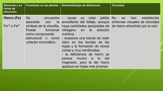 Elemento y su
forma de
absorción
Funciones en las plantas Sintomatología de deficiencia Toxicidad
Hierro (Fe)
Fe2+ o Fe3+
Se encuentra
asociado con la
síntesis de la clorofila.
Puede funcionar
como componente
estructural o como
cofactor enzimático.
- causa un color pálido
amarillento del follaje, aunque
haya cantidades apropiadas de
nitrógeno en la solución
nutritiva.
- ocasiona una banda de color
claro en los bordes de las
hojas y la formación de raíces
cortas y muy ramificadas.
- la deficiencia de hierro se
parece mucho a la del
magnesio, pero la del hierro
aparece en hojas más jóvenes.
No se han establecido
síntomas visuales de toxicidad
de hierro absorbido por la raíz.
 