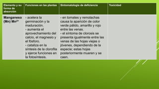 Elemento y su
forma de
absorción
Funciones en las plantas Sintomatología de deficiencia Toxicidad
Manganeso
(Mn) Mn2+
- acelera la
germinación y la
maduración.
- aumenta el
aprovechamiento del
calcio, el magnesio y
el fósforo.
- cataliza en la
síntesis de la clorofila
y ejerce funciones en
la fotosíntesis.
- en tomates y remolachas
causa la aparición de color
verde pálido, amarillo y rojo
entre las venas.
- el síntoma de clorosis se
presenta igualmente entre las
venas de las hojas viejas o
jóvenes, dependiendo de la
especie; estas hojas
posteriormente mueren y se
caen.
 