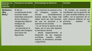 Elemento y su
forma de
absorción
Funciones en las plantas Sintomatología de deficiencia Toxicidad
Molibdeno
(Mo)
MoO4
2-
El Mo es
constituyente de las
enzimas nitrato
reductasa (reducción
de los nitratos) y
nitrogenasa (fijación
biológica de
nitrógeno).
- es esencial en la
fijación del nitrógeno
que hacen las
legumbres.
- los síntomas se parecen a los
del nitrógeno, porque la
clorosis (amarillamiento)
avanza desde las hojas más
viejas hacia las más jóvenes,
las que se ahuecan y se
queman en los bordes.
- no se forma la lámina de las
hojas, por lo que sólo aparece
la nervadura central.
- afecta negativamente el
desarrollo de las especies
crucíferas (repollo, coliflor,
brócoli), la remolacha, tomates
y legumbres.
- En tomate, los excesos se
manifiestan con la aparición de
un color amarillo brillante; en la
coliflor, con la aparición de un
color púrpura brillante en sus
primeros estados de
desarrollo.
 