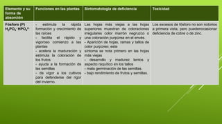 Elemento y su
forma de
absorción
Funciones en las plantas Sintomatología de deficiencia Toxicidad
Fósforo (P)
H2PO4
- HPO4
2-
- estimula la rápida
formación y crecimiento de
las raíces
- facilita el rápido y
vigoroso comienzo a las
plantas
- acelera la maduración y
estimula la coloración de
los frutos
- ayuda a la formación de
las semillas
- da vigor a los cultivos
para defenderse del rigor
del invierno.
Las hojas más viejas a las hojas
superiores muestran de coloraciones
irregulares color marrón negruzco o
una coloración purpúrea en el envés.
- Aparición de hojas, ramas y tallos de
color purpúreo; este
síntoma se nota primero en las hojas
más viejas
- desarrollo y madurez lentos y
aspecto raquítico en los tallos
- mala germinación de las semillas.
- bajo rendimiento de frutos y semillas.
Los excesos de fósforo no son notorios
a primera vista, pero puedenocasionar
deficiencia de cobre o de zinc.
 