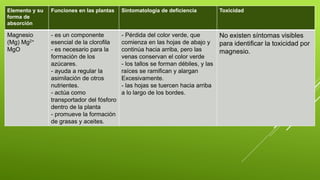 Elemento y su
forma de
absorción
Funciones en las plantas Sintomatología de deficiencia Toxicidad
Magnesio
(Mg) Mg2+
MgO
- es un componente
esencial de la clorofila
- es necesario para la
formación de los
azúcares.
- ayuda a regular la
asimilación de otros
nutrientes.
- actúa como
transportador del fósforo
dentro de la planta
- promueve la formación
de grasas y aceites.
- Pérdida del color verde, que
comienza en las hojas de abajo y
continúa hacia arriba, pero las
venas conservan el color verde
- los tallos se forman débiles, y las
raíces se ramifican y alargan
Excesivamente.
- las hojas se tuercen hacia arriba
a lo largo de los bordes.
No existen síntomas visibles
para identificar la toxicidad por
magnesio.
 