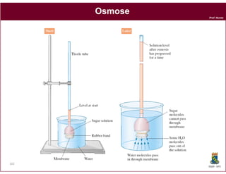 Osmose
               Prof. Nunes




102
               DQOI - UFC
 