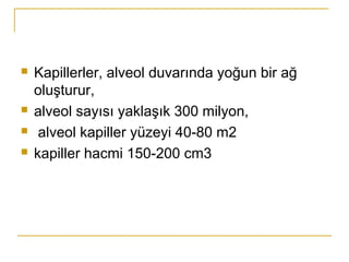  Kapillerler, alveol duvarında yoğun bir ağ
oluşturur,
 alveol sayısı yaklaşık 300 milyon,
 alveol kapiller yüzeyi 40-80 m2
 kapiller hacmi 150-200 cm3
 