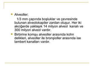  Alveoller;
1/3 mm çapında boşluklar ve çevresinde
bulunan alveolokapiler zardan oluşur. Her iki
akciğerde yaklaşık 14 milyon alveol kanalı ve
300 milyon alveol vardır.
 Birbirine komşu alveoller arasında kohn
delikleri, alveoller ile bronşioller arasında ise
lambert kanalları vardır.
 
