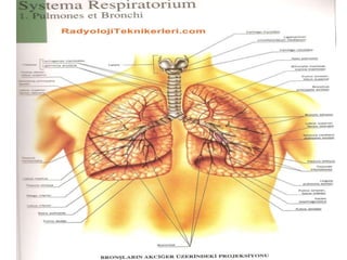 Solunum sistemi