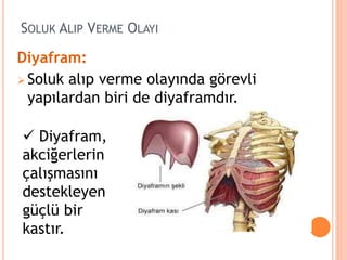 SOLUK ALIP VERME OLAYI
Diyafram:
 Soluk alıp verme olayında görevli
yapılardan biri de diyaframdır.
 Diyafram,
akciğerlerin
çalışmasını
destekleyen
güçlü bir
kastır.
 