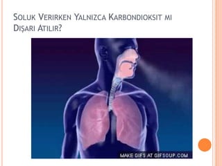 SOLUK VERIRKEN YALNIZCA KARBONDIOKSIT MI
DIŞARI ATILIR?
 