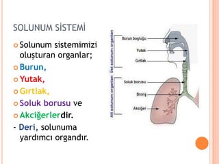 SOLUNUM SİSTEMİ
 Solunum sistemimizi
oluşturan organlar;
 Burun,
 Yutak,
 Gırtlak,
 Soluk borusu ve
 Akciğerlerdir.
- Deri, solunuma
yardımcı organdır.
 